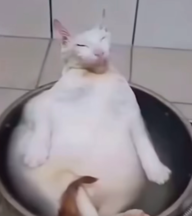 a used cat
